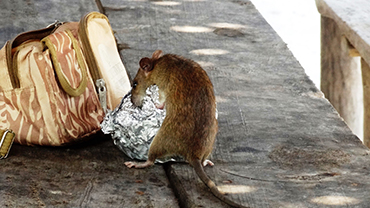 Rotta syömässä maastokuvioisen vyölaukun vieressä ruoantähteitä.