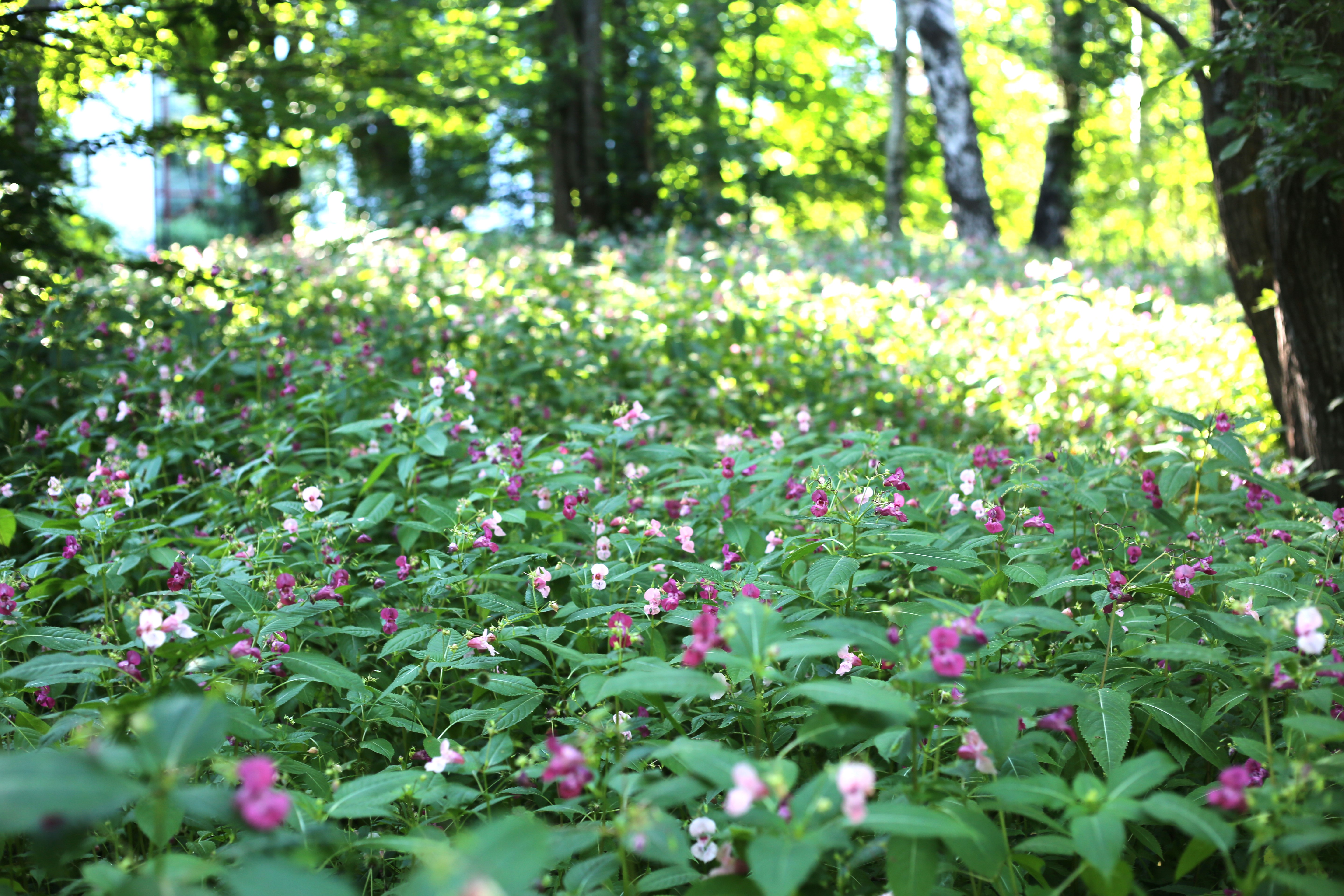 Pusikko balsamia